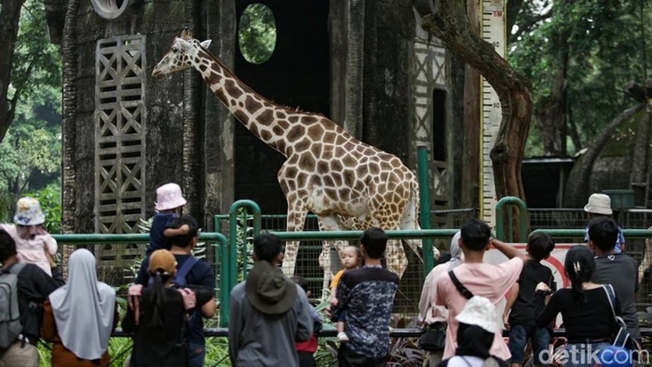 Libur Nataru, Taman Margasatwa Ragunan Buka Lebih Awal dan Tutup Lebih Lama