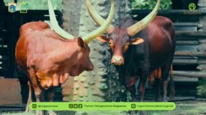 Sambut Tahun Baru 2026, Ragunan Hadirkan Sepasang Sapi Watusi Ikonik dari Afrika