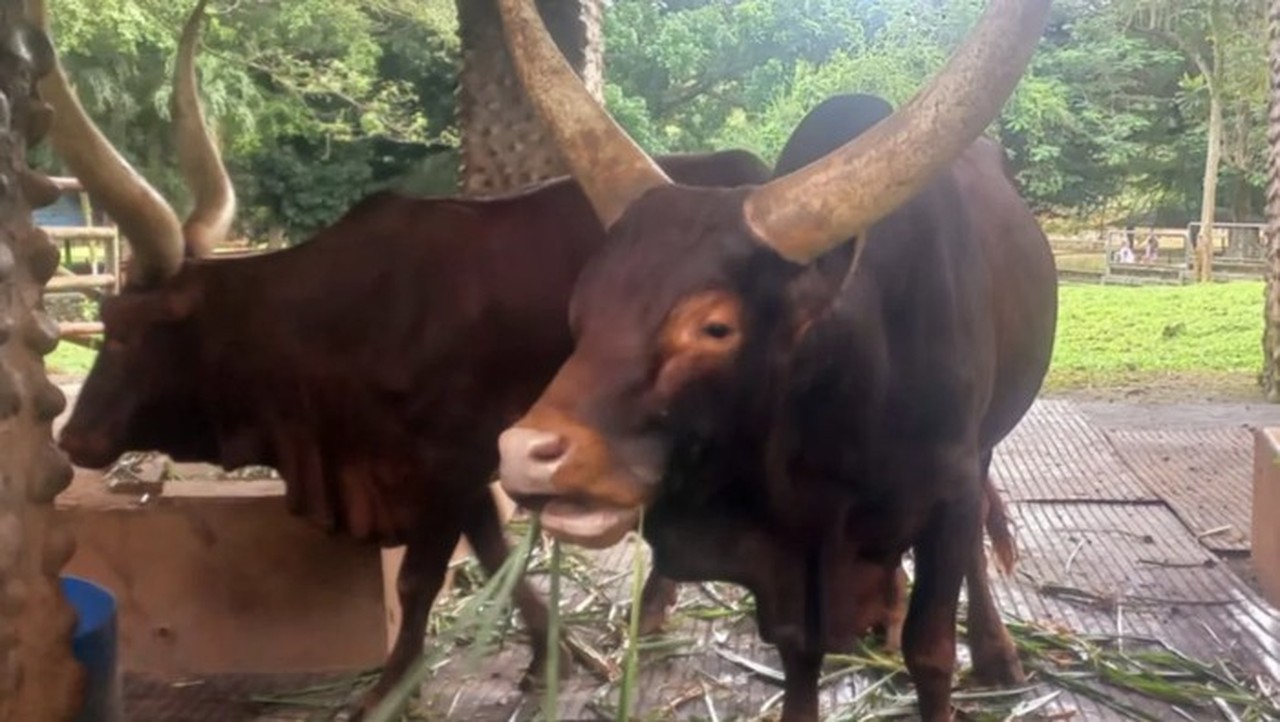 Sapi Watusi Hasil Barter Kapibara Jadi Primadona Baru Taman Margasatwa Ragunan Sapi Watusi Hasil Barter Kapibara Jadi Primadona Baru Taman Margasatwa Ragunan