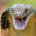 Duel Maut King Kobra dan Sanca di Tasikmalaya, Warga Ketakutan hingga Damkar Turun Tangan