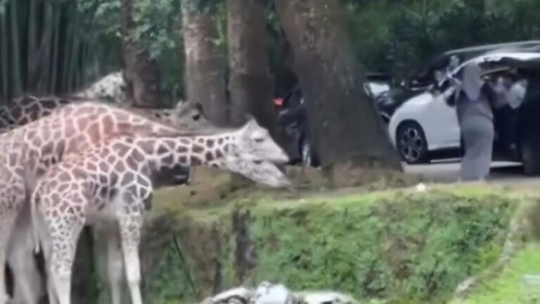Pengunjung Nekat Keluar Mobil di Area Satwa Taman Safari Bogor, Manajemen Investigasi Pelanggaran Pengunjung Nekat Keluar Mobil di Area Satwa Taman Safari Bogor, Manajemen Investigasi Pelanggaran