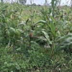 Polisi Tegaskan Lahan Jagung di Tigaraksa Siap Panen Januari, Bantah Isu Terbengkalai