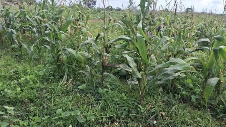 Polisi Tegaskan Lahan Jagung di Tigaraksa Siap Panen Januari, Bantah Isu Terbengkalai