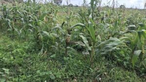 Polisi Ungkap Kondisi Terkini Lahan Jagung di Tigaraksa: Evaluasi Teknis dan Kendala Lahan