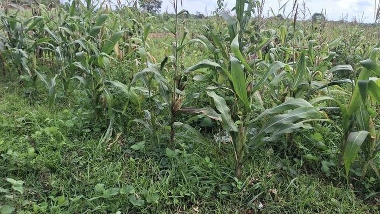Lahan Jagung Di Tigaraksa (dok. Istimewa)
