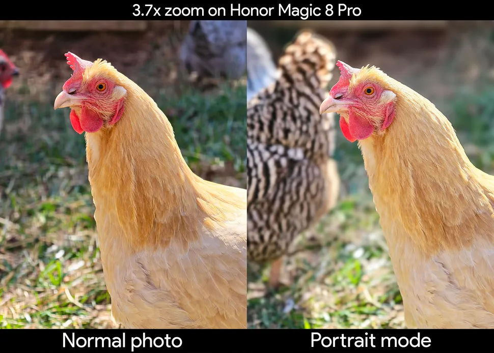 Hasil Foto Honor Magic 8 Pro