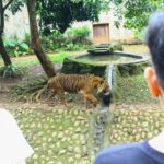 Kisah Fahmi, Zookeeper Ragunan: Bonding dengan Harimau Sambil Tetap Waspada