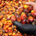 Saham NSSS Disuspensi BEI Akibat Lonjakan Harga Tajam