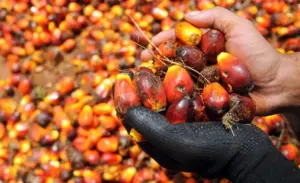 Saham NSSS Disuspensi BEI Akibat Lonjakan Harga Tajam