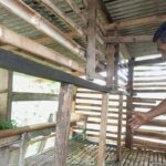 11 Domba Warga Bogor Dicuri, 4 Ekor Ditinggal Jeroannya di Kandang