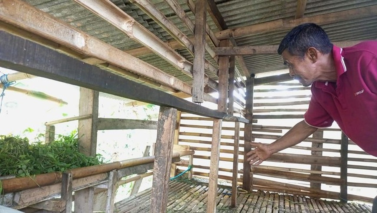 11 Domba Warga Bogor Dicuri, 4 Ekor Ditinggal Jeroannya di Kandang