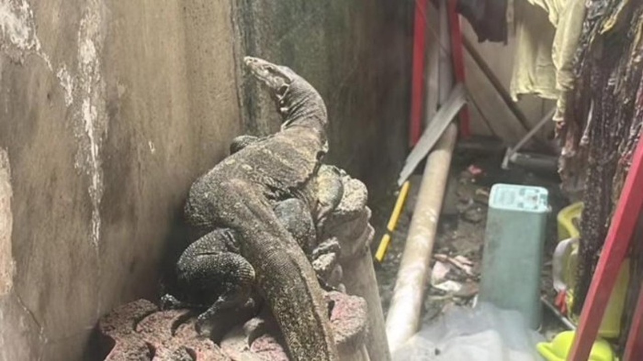 Warga Di Bantarjati, Kecamatan Bogor Utara, Kota Bogor Kaget Lihat Biawak Muncul Saat Menjemur Pakaian. (foto: Dok. Istimewa)