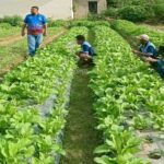 Ketahanan Pangan di Lapas: Panen Sayur Hingga Produksi VCO Jadi Bukti Kemandirian Warga Binaan