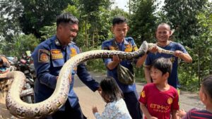 Ular Sanca Tiga Meter Gegerkan Saluran Limbah RPA Cileungsi, Damkar Turun Tangan