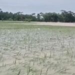 Banjir Landa Pandeglang, 970 Hektare Sawah Terancam Gagal Panen Akibat Cuaca Ekstrem