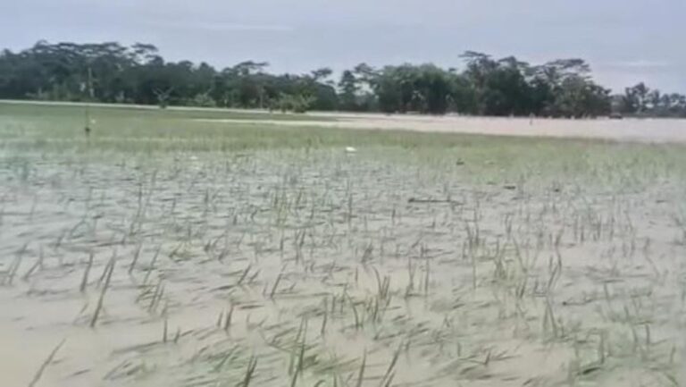 Banjir Landa Pandeglang, 970 Hektare Sawah Terancam Gagal Panen Akibat Cuaca Ekstrem