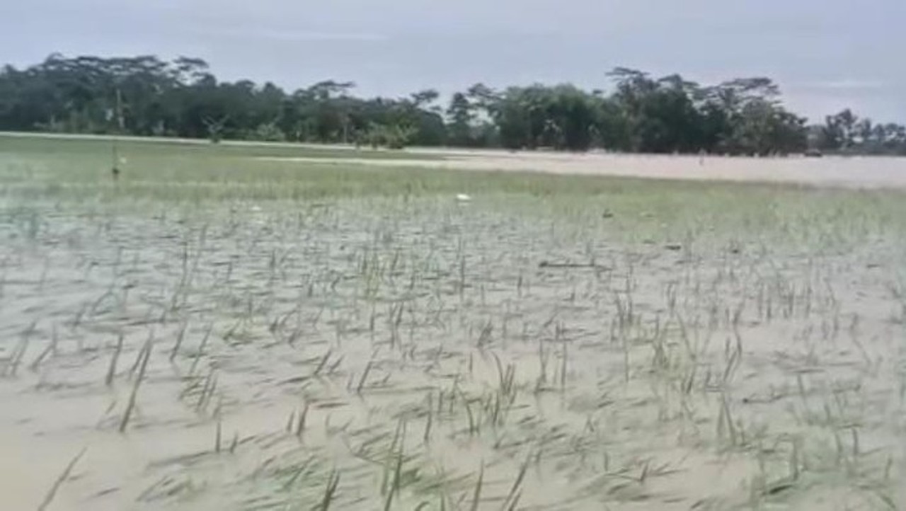Banjir Landa Pandeglang, 970 Hektare Sawah Terancam Gagal Panen Akibat Cuaca Ekstrem Banjir Landa Pandeglang, 970 Hektare Sawah Terancam Gagal Panen Akibat Cuaca Ekstrem