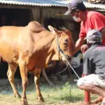 Kapan Hari Raya Idul Adha 2026? Cek Perkiraan Tanggal dan Jadwal Libur Nasional