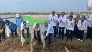 PGN dan BRIN Luncurkan Minapadi Salin Di Batang, Integrasi Padi, Ikan Nila, dan Rumput Laut