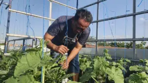 Iskandar Sulap Rooftop Jadi Kebun Melon Hidroponik, Bidik Omset Rp 7 Juta