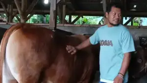 Tabungan Rp 46 Juta, Yamin Bangun Peternakan Sapi 105 Ekor di Garut
