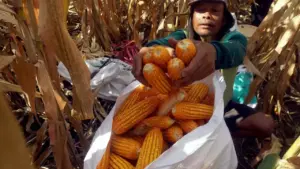 Soroti Transformasi Lahan Tidur, Petani Kulon Progo Capai Produktivitas Jagung 8,33 Ton/Ha