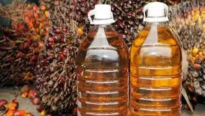 Harga CPO Naik Dua Hari Berturut-turut, Didukung Penguatan Minyak Nabati dan Pelemahan Ringgit