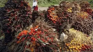 CPO Sentuh Level Terendah Tiga Pekan, Tekanan Dari Ringgit dan Minyak Nabati