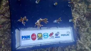 Tujuh BUMN Gelar ‘Blue Impact’ Untuk Konservasi Terumbu Karang dan Pemberdayaan Pesisir