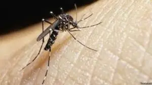 Peringatan Hari Dengue Sedunia: Tekankan Pengendalian Vektor dan Deteksi Dini
