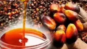 Sentil Kebijakan B50, Harga CPO Melonjak Jelang Mandat