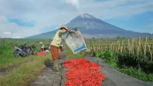 BRI Salurkan Rp84,36 Triliun KUR Hingga Mei, Mayoritas Untuk Pertanian