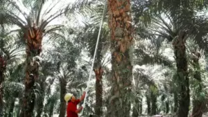 NSSS Umumkan Dividen Final Rp119 Miliar, Pembayaran Juli 2026